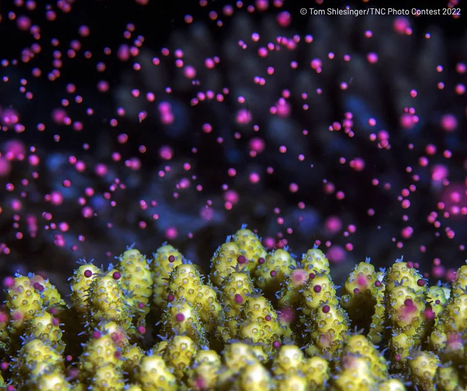 A close up of a branching coral spawn pinkish egg-and-sperm bundles.