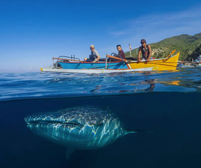 A small boat with three people floats on clear blue water. Below the surface, a large shark swims near the boat. A coastline with green hills is visible in the background under a clear sky.