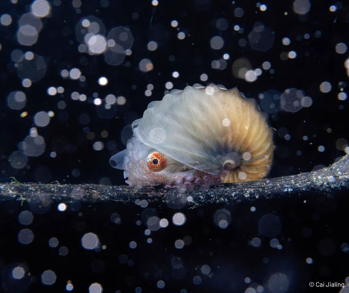 A female paper nautilus clings to floating debris amidst a dark background, surrounded by circular light reflections resembling bubbles. 