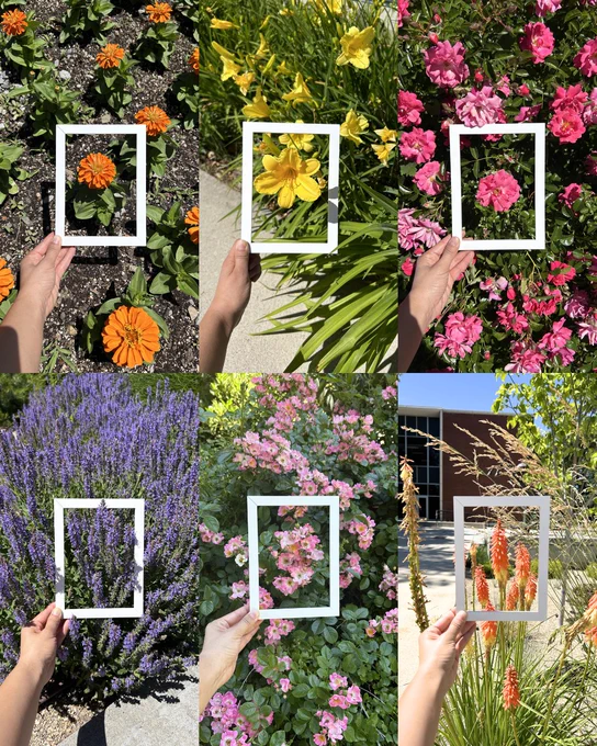 Photo collage of flowers in bloom on the Boise State campus with a small white frame being held up next to them. 
