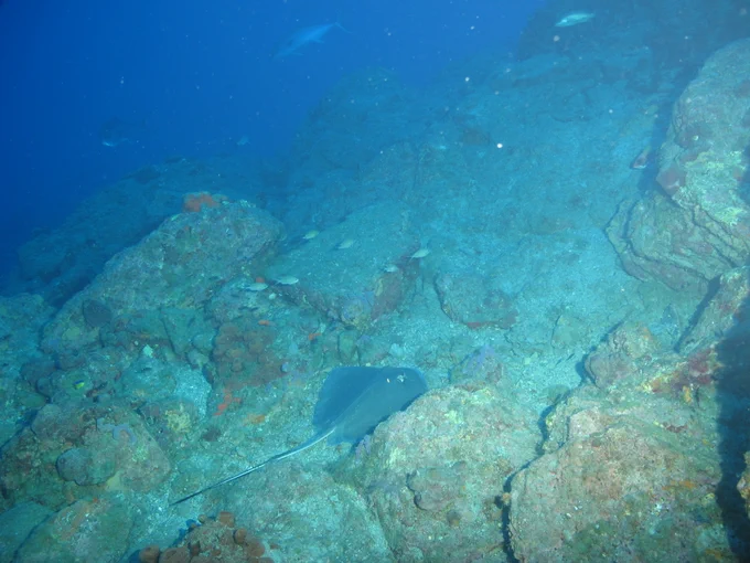 A stingray resting on the bottom between rocky sections of reef.