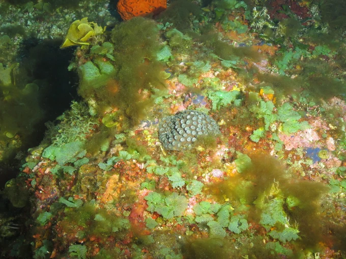 A small, round coral sitting in the midst of several kinds of green algae on a reef.