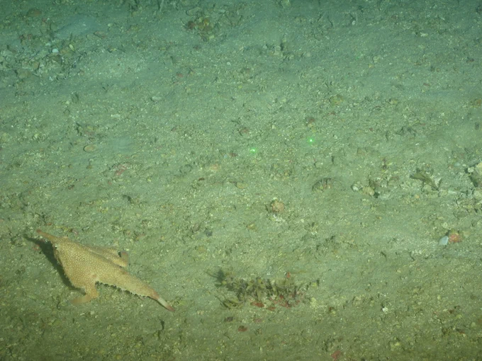An arrow-shaped fish perched on a sandy sea floor.