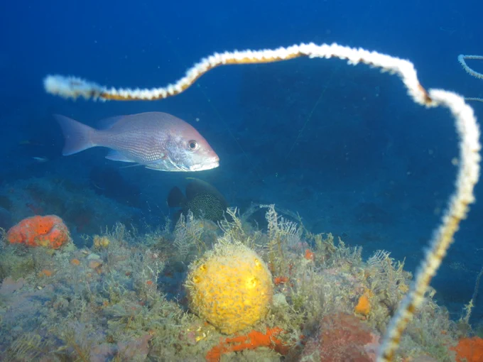 A gray fish swimming above an algae and sponge filled reef with a wiry black coral framing the picture in the foreground.