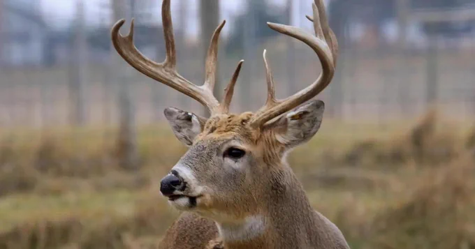 A deer in a grassy field.