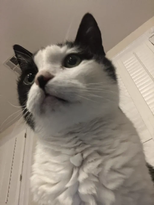 A photo of Blair the black and white cat taken from below her head. She stares straight ahead, ignoring the camera. She has significant hash brown texture on her neck. “I’m Blair, no cap,” she says.