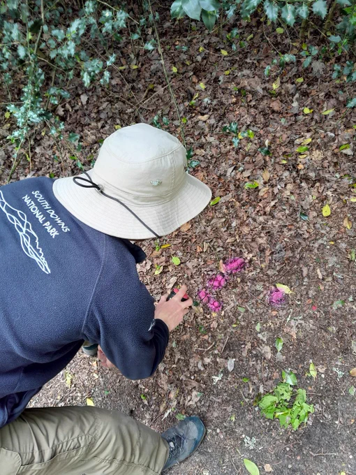 Ranger spray painting dog poo in heathland to draw attention to the issue.
