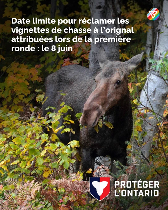Un orignal qui mange des feuilles dans une forêt. Le texte dit : «  Date limite pour réclamer les vignettes de chasse à l’orignal attribuées lors de la première ronde : le 8 juin ». 