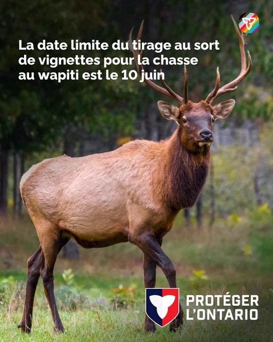 Un wapiti debout devant une forêt. Le texte dit : « La date limite du tirage au sort de vignettes pour la chasse au wapiti est le 10 juin.