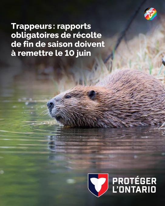 Un castor dans un plan d’eau. Le texte dit : « Trappeurs : rapports obligatoires de récolte de fin de saison doivent à remettre le 10 juin ». 