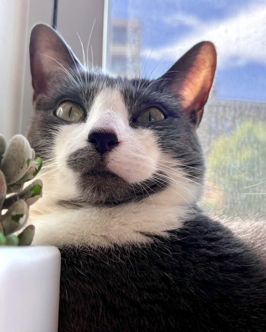 Close-up of a rescued gray and white cat named Violet sitting by a window with sunlight highlighting its fur and a small potted plant nearby is available for adoption through Lost Dog & Cat Rescue Foundation.