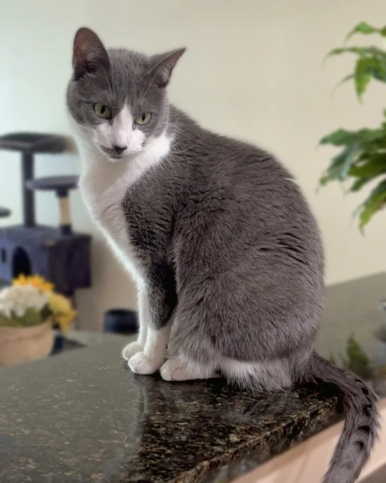 Gray and white rescued cat named Violet sitting on a polished dark granite countertop looking to the side with a calm expression is available for adoption through Lost Dog & Cat Rescue Foundation.
