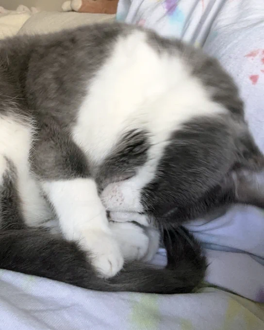 Gray and white rescued cat named Violet curled up sleeping peacefully on a person's lap is available for adoption through Lost Dog & Cat Rescue Foundation.