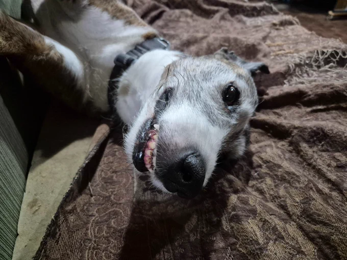 Spanish Greyhound smiles at the camera while lying on the couch.