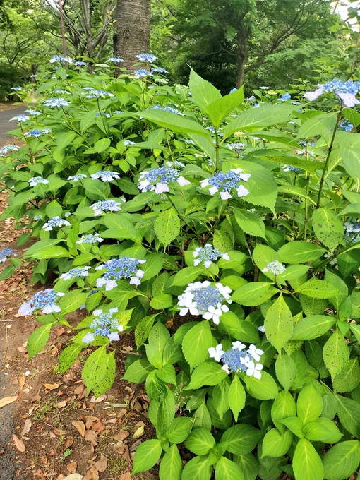 あじさい大漁