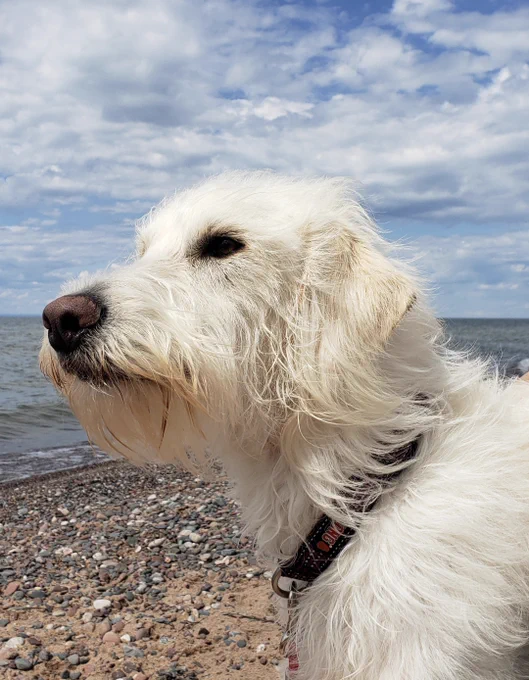 Pearl looks out at the water at the beach.