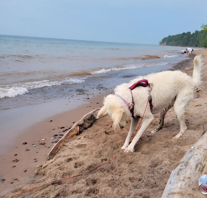 Pearl digs in the sand at the beach.