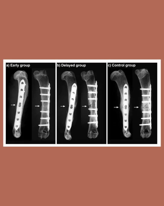 Image depicts representative contact radiographs in anteroposterior and lateral view of the rabbit humerus after euthanasia, with arrows marking the osteotomy site in: a) the early group at eight weeks; b) the delayed
group at 11 weeks; and c) the control group at 11 weeks.