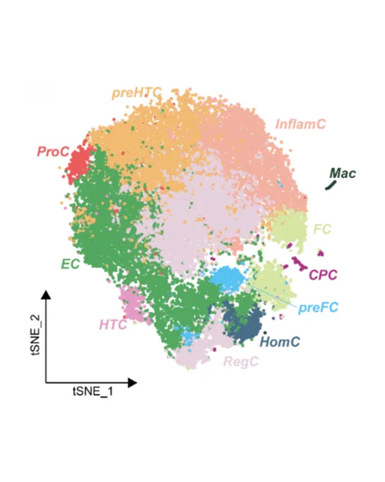 Single-cell atlas of human knee articular cartilage in patients with osteoarthritis (OA) and type 2 diabetes mellitus (T2DMOA). The t-distributed stochastic neighbour embedding (t-SNE) plot of the 11 identified main subpopulations in cartilage.