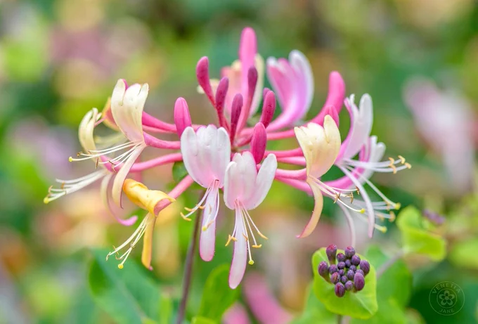 Close-up photograph of a honeysuckle flower cluster. Cream, white and pink tubular blooms radiate from the centre, with long stamens tipped with golden pollen. A small cluster of deep pink buds sits below the flowers among glossy green leaves against a soft pastel background.