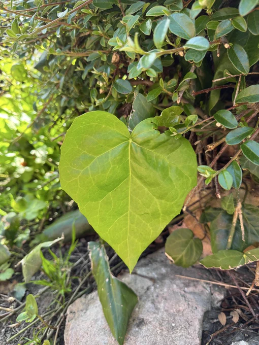 A heart shaped green leaf against some foliage