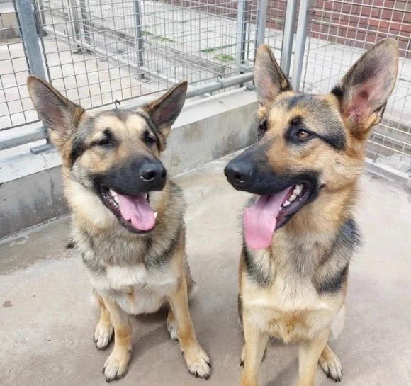 Photo shows two German Shepherd dogs in training, sitting side by side with their tongues hanging out