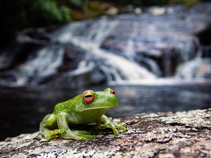 Green frog on a rock with a stream and small waterfall in the background.