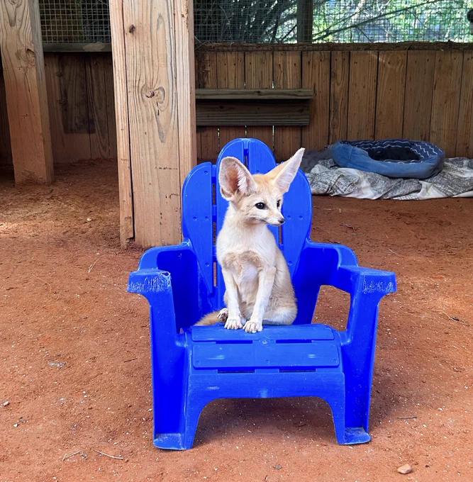 Photo of a Fennec Fox sitting on a blue chair inside it's exhibit at Wild Florida's Gator Park.