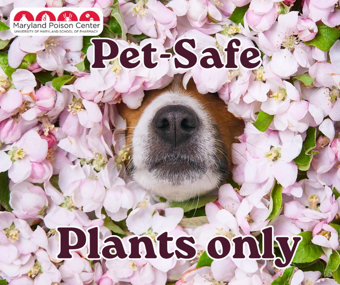 Graphic with pink flowers surrounding a dog’s nose at the center, with the text “Pet-Safe Plants only” and a Maryland Poison Center logo at the top, indicating guidance about choosing plants that are safe for pets