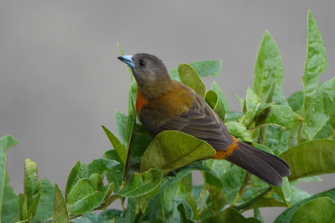 female Cherrie's Scarlet Rumped Tanager