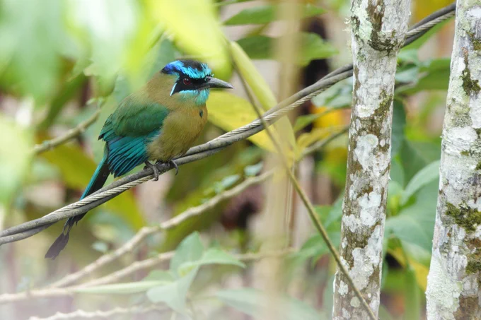 Lesson's Motmot