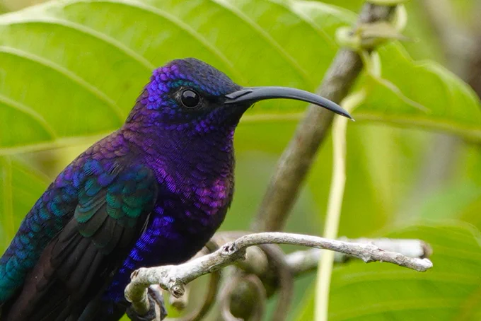 Violet Sabrewing