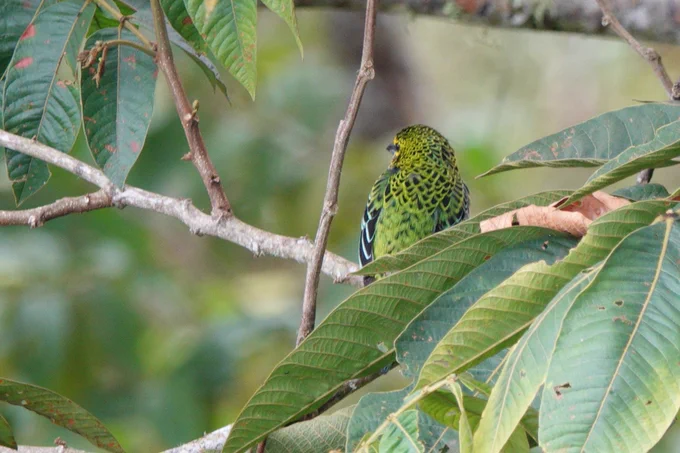 Speckled Tanager