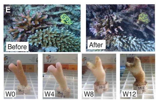 photographs of a S. pistillata coral colony in situ before and after the heatwave (upper left coral colony on the image), and a fragment of the same colony in the common garden between week 0 (W0) and week 12 (W12).
