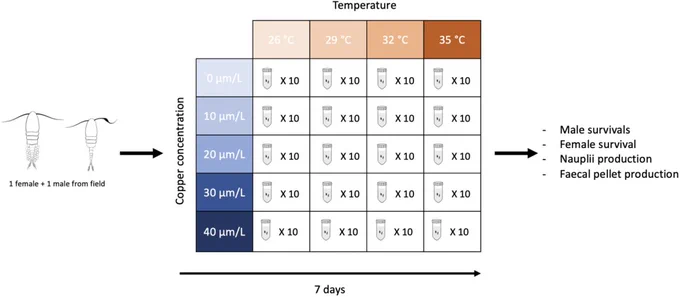 Experimental design used to test the effects of temperature (26, 29, 32, and 35 °C) and copper concentrations (0, 10, 20, 30 and 40 µg L−1) on the tropical copepod Pseudodiaptomus annandalei.