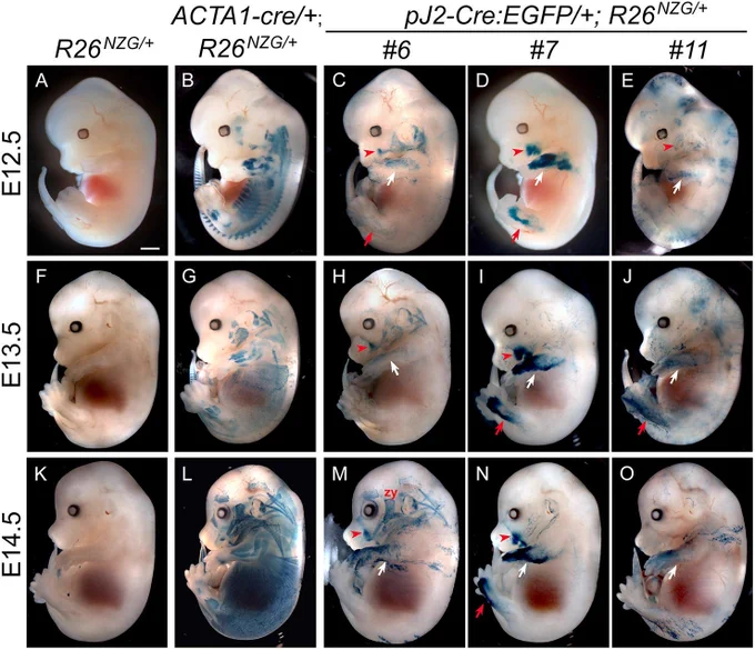 Multi-panel figure showing lateral views of mouse embryos at embryonic days E12.5, E13.5, and E14.5, arranged in rows and columns (panels A–O). Embryos have been stained with X-gal blue to detect β-galactosidase, which signifies Cre expression and thus active DUX4 regulatory elements. Each row corresponds to a developmental stage, and columns compare different genotypes: reporter-only controls (A, F, K) with little or no blue staining; ACTA1-cre controls (B, G, L) showing widespread blue staining throughout skeletal muscle; and three transgenic insertion lines (#6, #7, #11; panels C–E, H–J, M–O) with localized X-gal blue staining. In transgenic embryos, blue signal appears in forelimbs (white arrows), hindlimbs (red arrows), and facial regions near the lip corner/zygomaticus (red arrowheads). Staining intensity and distribution increase with developmental stage. A scale bar indicates 1 mm.