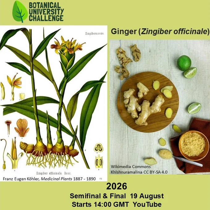 Pictures ginger plant from a book drawing, and photo if its rhizome being prepared for use in a meal.