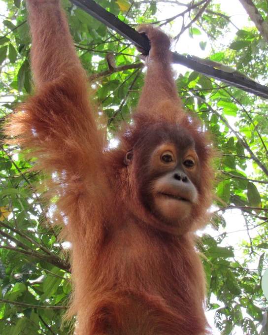 Ein junger Orang-Utan hält sich mit ausgestreckten Armen an einem Seil fest und schaut in die Kamera.