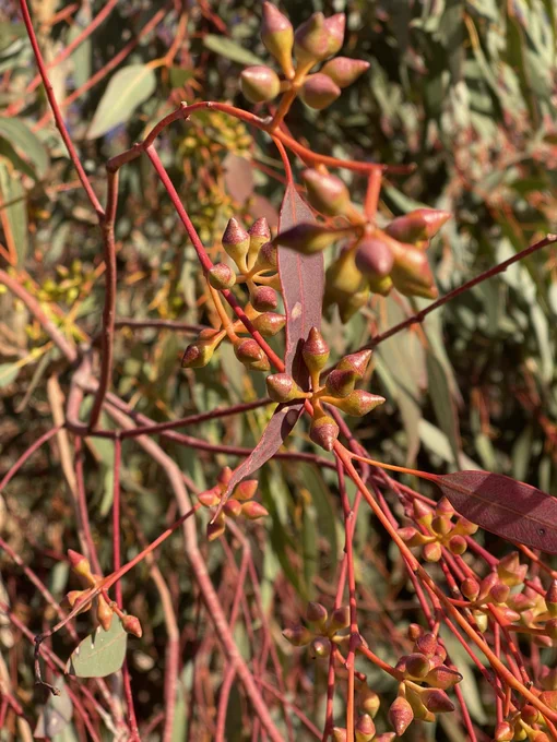 Gum tree flowers budding ... 1 June 2026 - Vipassana centre Brookton