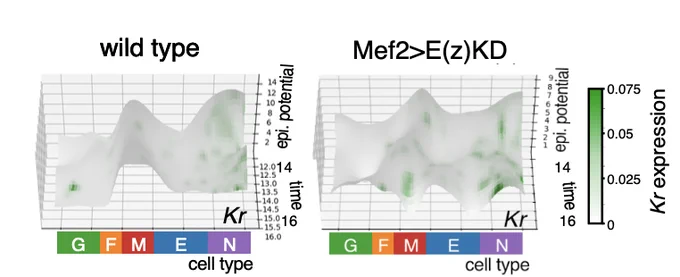 Epigenetic landscapes for the Krüppel gene locus in wild-type embryos and embryos with a mesoderm-specific knockdown of Polycomb catalytic subunit E(z), which deposits H3K27me3. After knockdown, the repressive "hill" diminishes along the muscle (M) trajectory, and Krüppel is ectopically expressed in muscles.