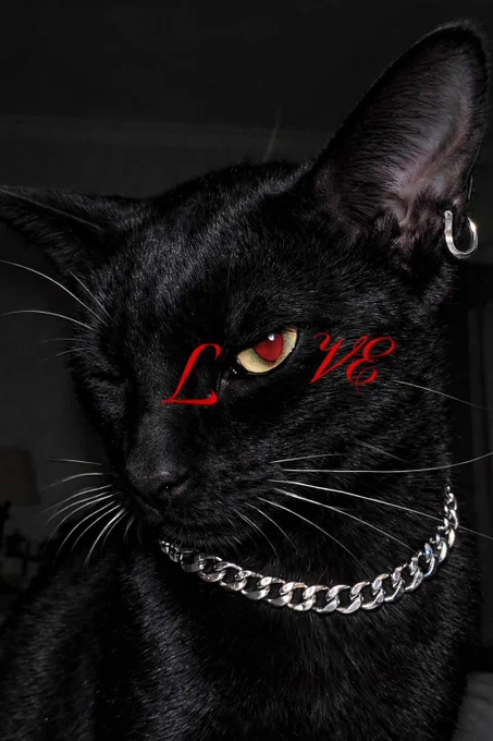 domestic short-haired cat, bombay cat, arabian mau, european shorthair, british shorthair, ojos azules