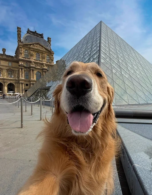 a golden retriever poses in front of Louvre Pyramid in Paris, France. his tongue is out and his paw is extended as if he is taking a selfie.
