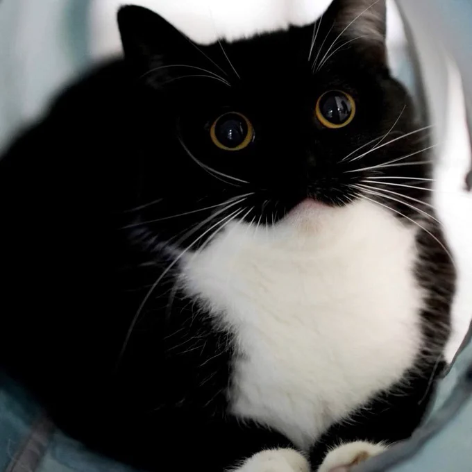 A black-and-white cat with wide round eyes
