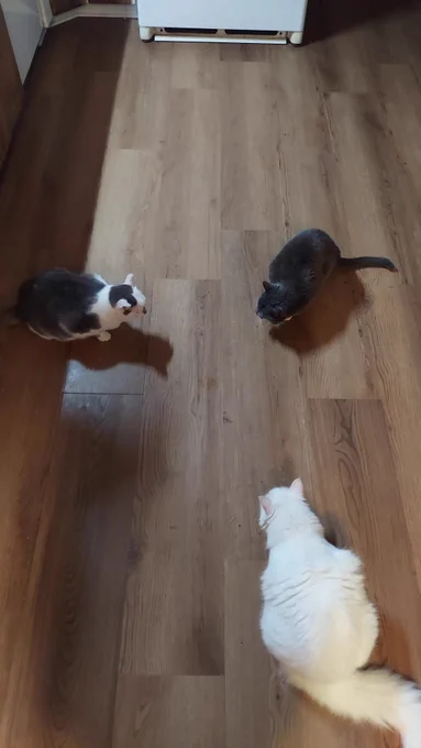 Babette the white cat, Ariel the grey and white cat, and Cloud the grey cat are all sitting in a triangle shape on the floor, with their heads inward.