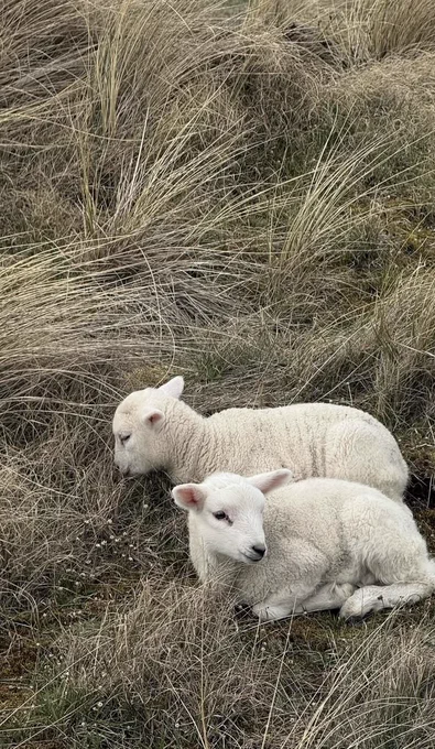 Two white lambs resting in a field of tall, dry grass. Photo from Pinterest, original photographer unknown