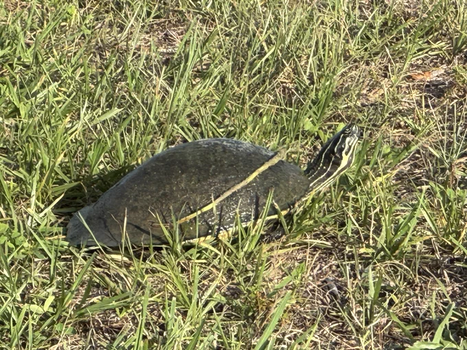 Turtle