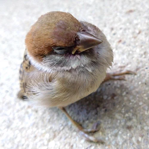 スズメのヒナ