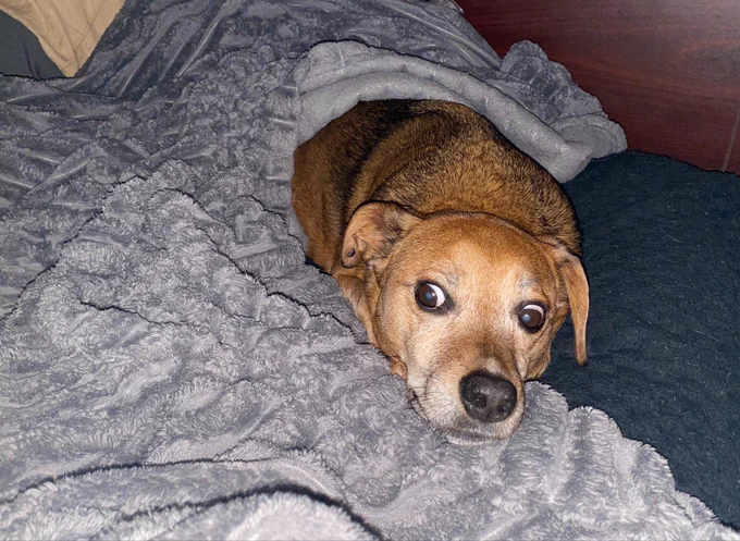 A reddish-brown dog lies alone on a bed, partially covered by a fluffy grey blanket. He is gently resting his head on his front paws.