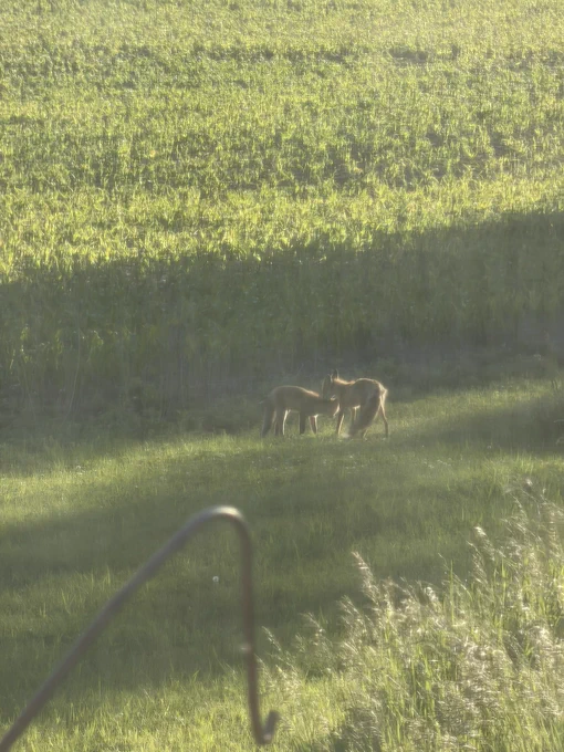 Two foxes in a yard next to a corn field