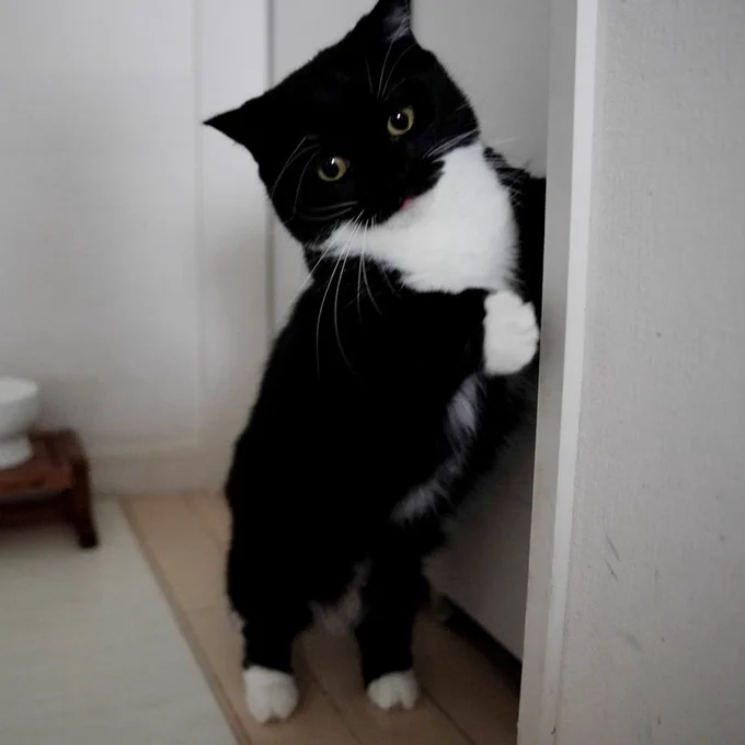 A black-and-white cat standing on his hind legs with his head tilted